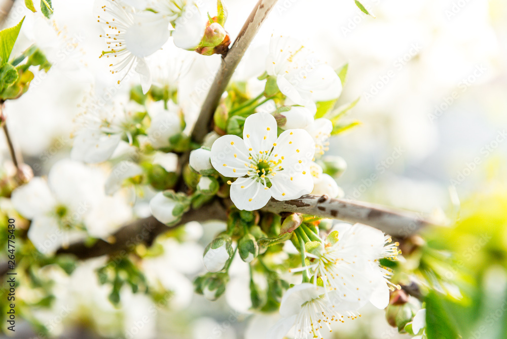 Spring branches of blossoming tree. Cherry tree in white flowers. Blurring background Spring branches of blossoming tree. Cherry tree in white flowers. Blurring background