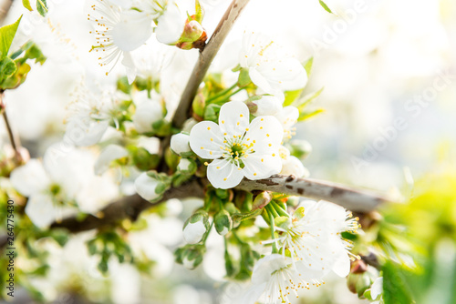 Spring branches of blossoming tree. Cherry tree in white flowers. Blurring background