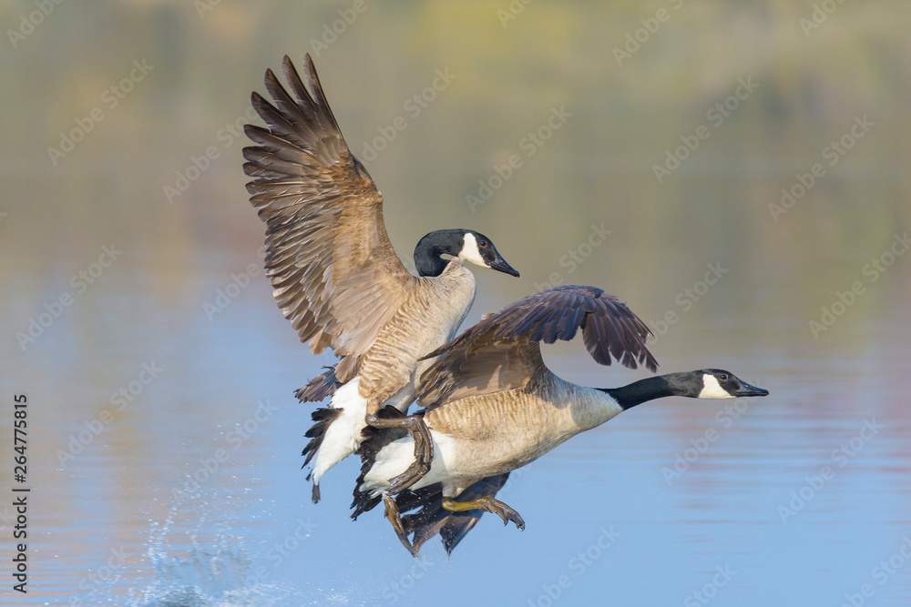 Fighting Canada Geese (Branta canadensis), Germany, Europe Fighting Canada Geese (Branta canadensis), Germany, Europe