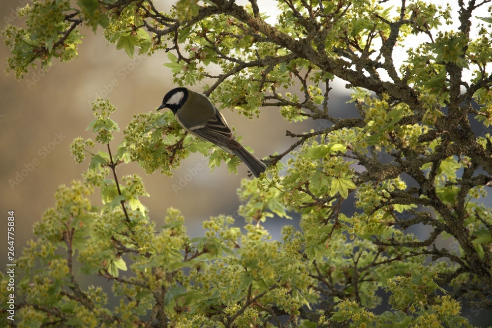Beautiful great tit bird