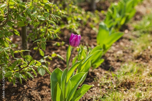 Close up view of gorgeous purple tulip flower . Green and purple nature background.