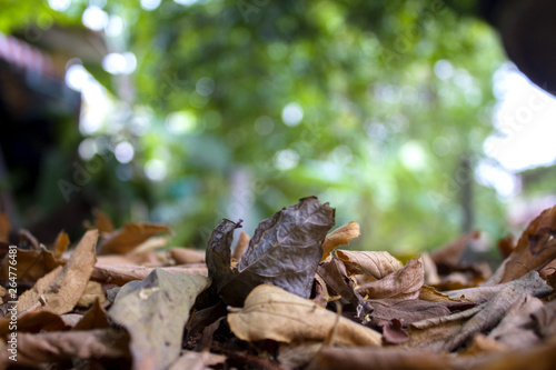 Dry leaves on the ground. © Thongtu