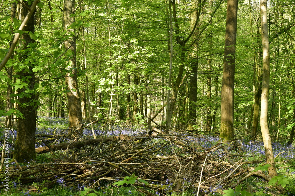 Obraz premium Broussailles et enchevêtrement de branches dans la forêt luxuriante de hêtres au Hallerbos près de Halle