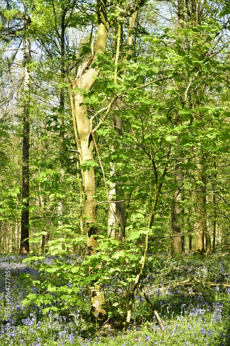 Végétation dense entre les hêtres avec au sol des plantes vertes et surtout la couleur mauve de milliers de jacinthes sauvages à la forêt de Hallerbos près de Halle photo