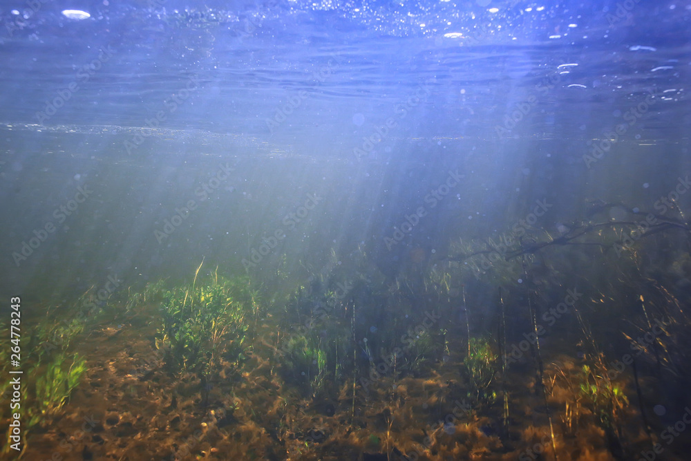 Fototapeta premium underwater texture of water in a lake / underwater photo freshwater ecosystem, water texture background
