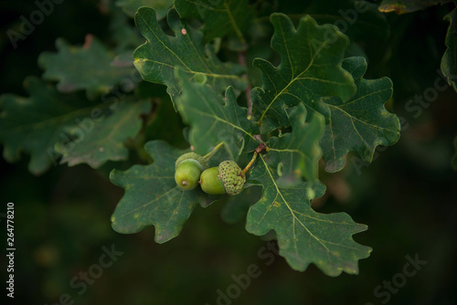 Fresh summer green oak with acorns and oak leaves close up