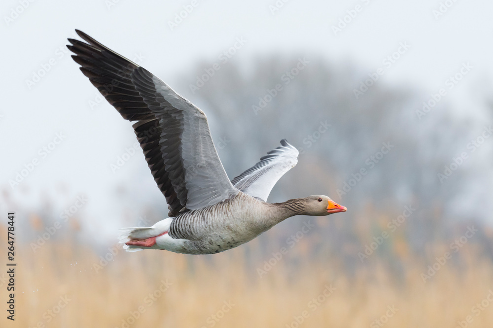 Fototapeta premium Greylag goose