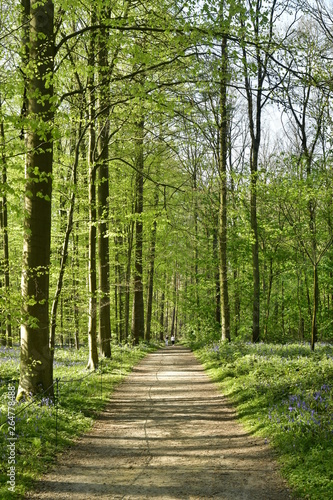 Promenade sous le feuillage dense et luxuriant des h  tres au printemps    la for  t de Hallerbos pr  s de Halle