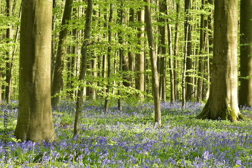 Contraste de couleurs mauves et vertes de la végétation et surtout par des milliers de jacinthes sauvages qui tapisse le sol entre les hêtres de la forêt du Hallerbos près de Halles photo