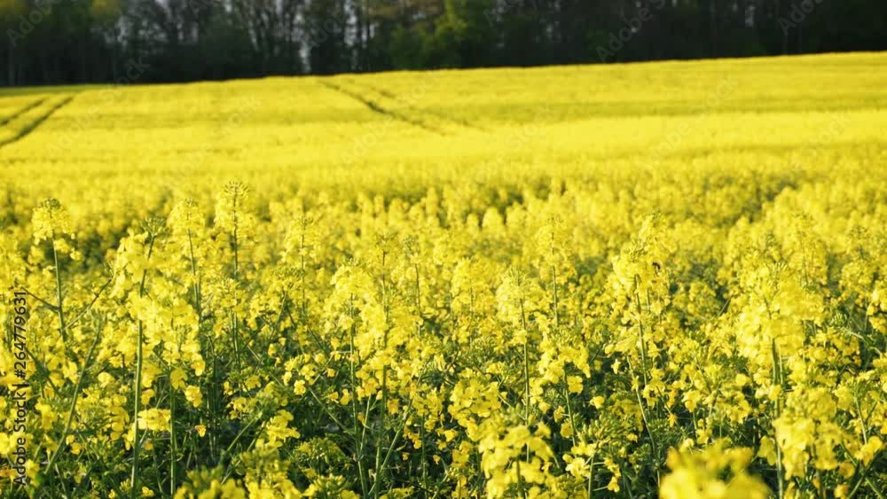 Rape fields. Golden hour, sunset. Brassica napus Rape fields. Golden hour, sunset. Brassica napus