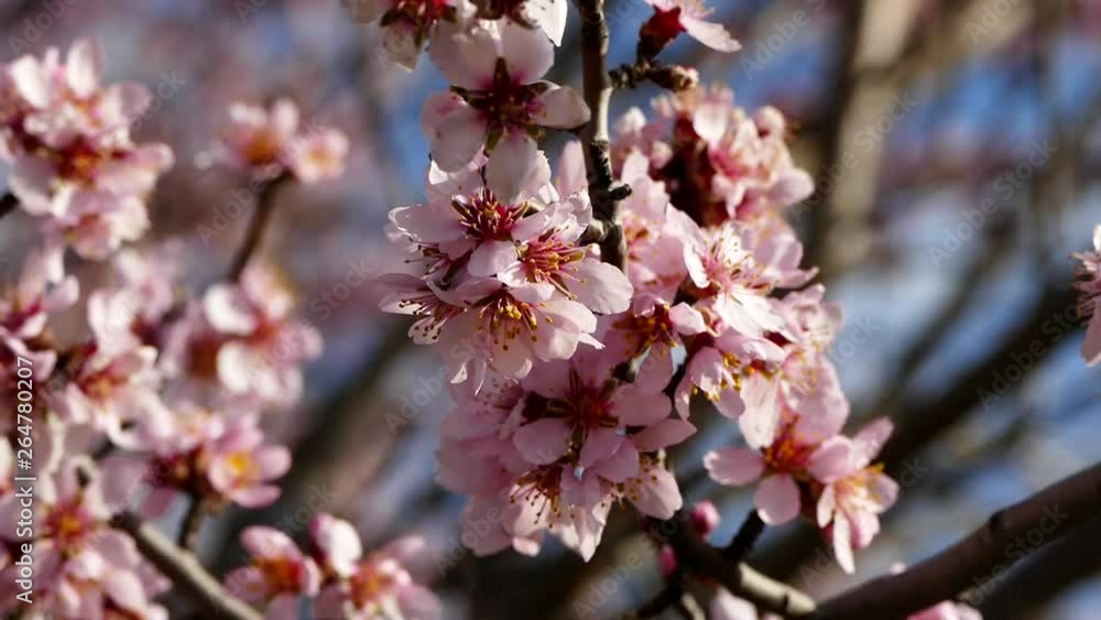 flowering almond tree close-up, flowering fruit trees, flowering almond tree close-up, flowering fruit trees,