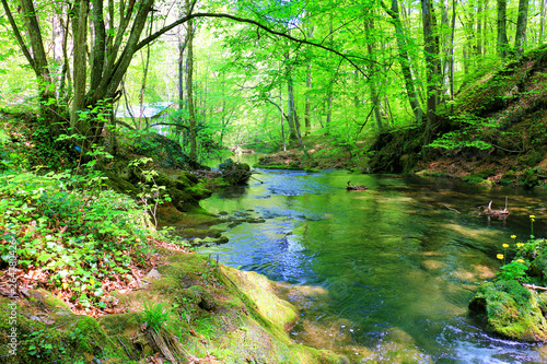 Fast mountain river flowing among mossy stones and boulders in green forest. Carpathians