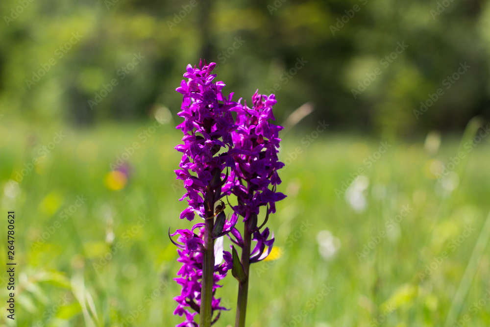 Obraz premium Knabenkraut ,Orchidee, Knabenkraut im Frühling