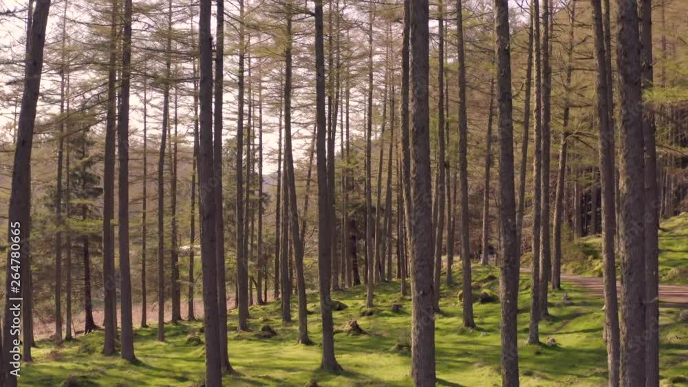 Fast Rising View in a Secluded Forest With Green Mossy Floor at Sunset Fast Rising View in a Secluded Forest With Green Mossy Floor at Sunset