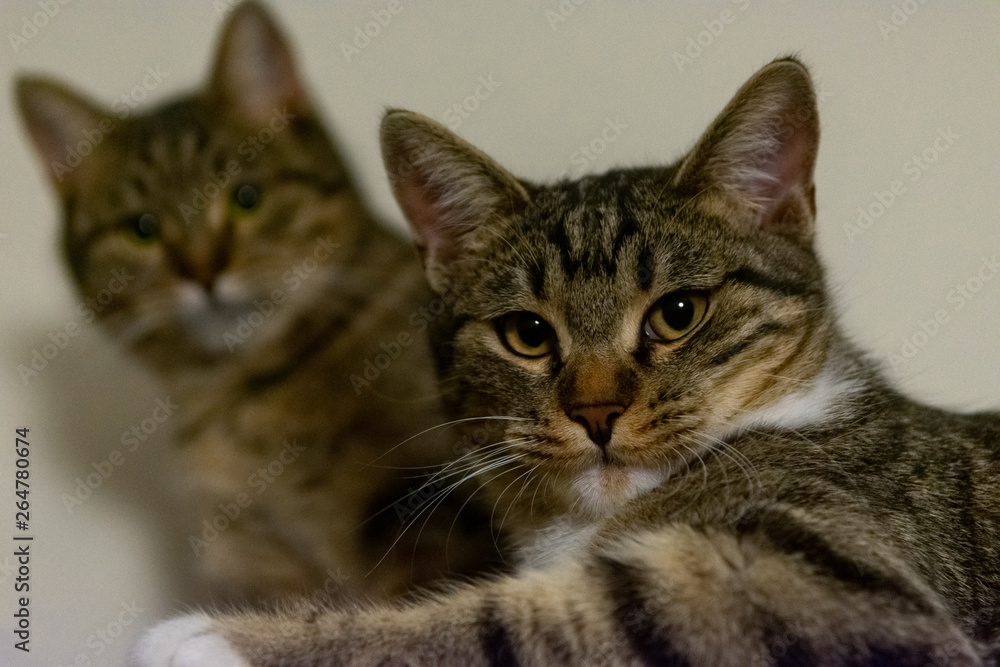 Two cats staring at the camera