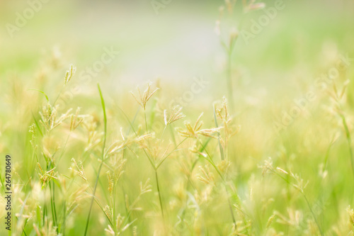 green leaf on blurred greenery background. Beautiful leaf texture in nature. Natural background. close-up of macro with free space for text.