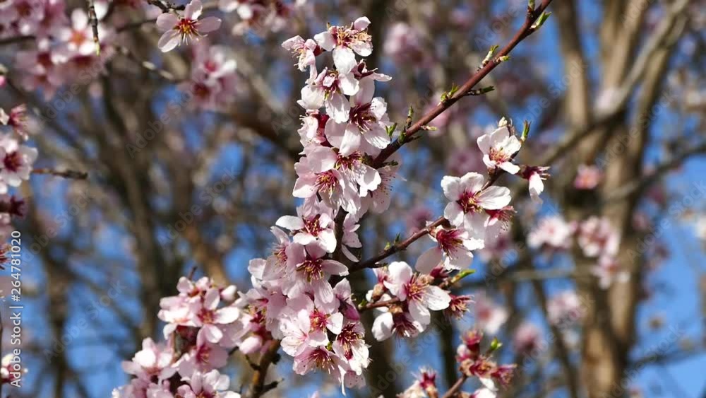 flowering almond tree close-up, flowering fruit trees, flowering almond tree close-up, flowering fruit trees,