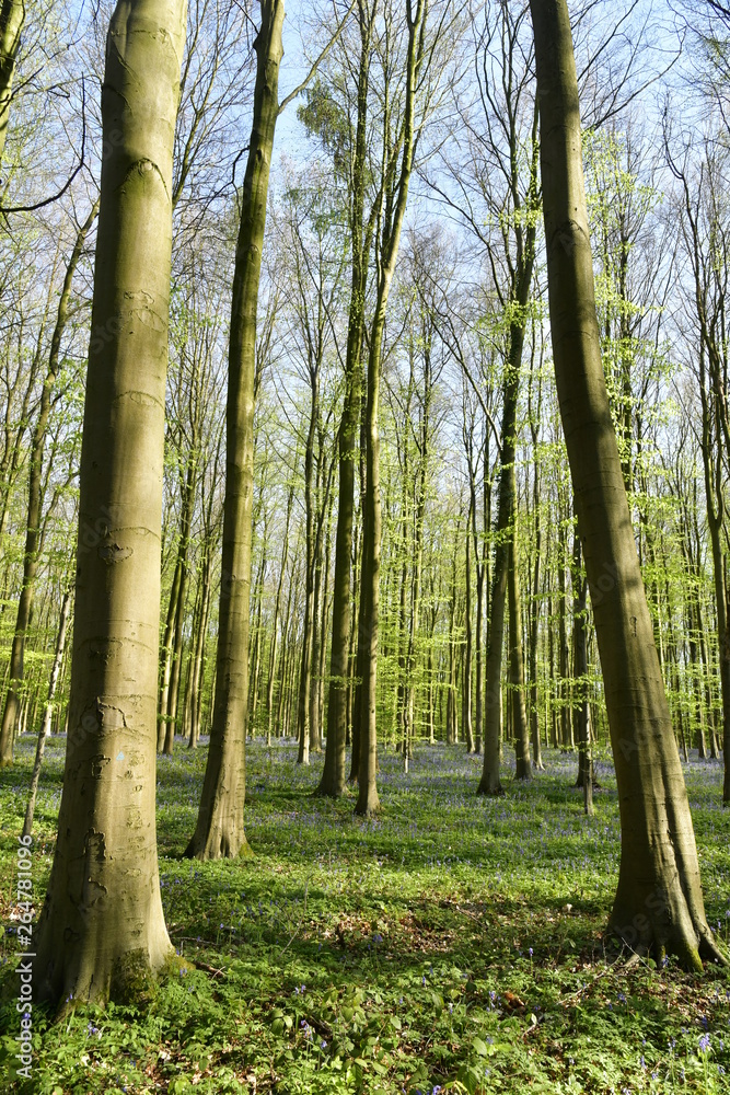 Naklejka premium Orties entre les hêtres au Hallerbos près de Halle