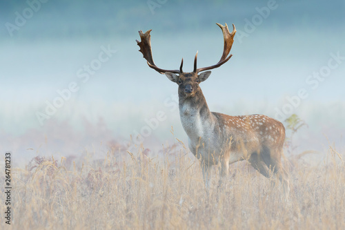 Fallow Deer (Cervus dama) on misty morning, Autumn, Germany, Europe