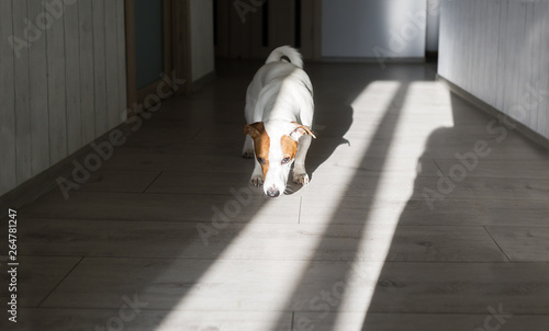 Adorable dog attentively sniffing the floor in sun indoors. photo