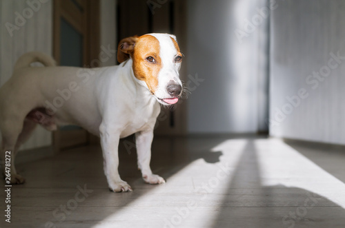 Jack russell terrier in the sunlight and looking.