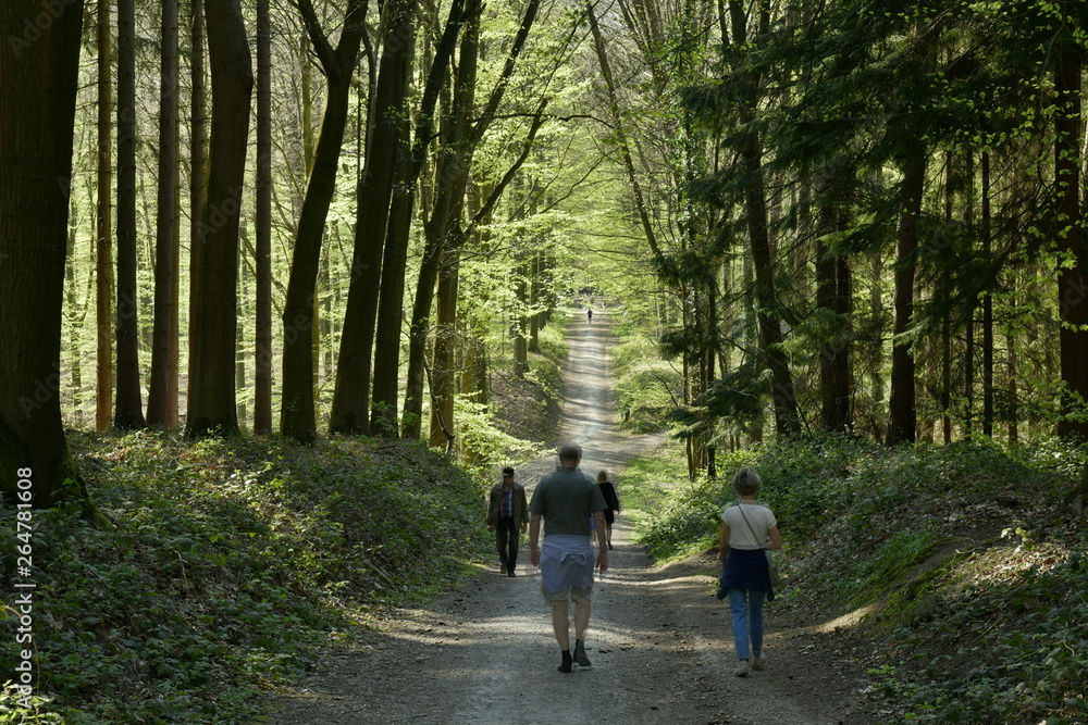 Promenade sur un chemin traversant le creux d'une vallée au milieu de la forêt de hêtre au Hallerbos près de Halle Promenade sur un chemin traversant le creux d'une vallée au milieu de la forêt de hêtre au Hallerbos près de Halle