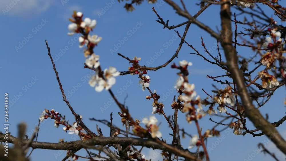 large apricot tree, preparing to be foliated in spring, large apricot tree, preparing to be foliated in spring,