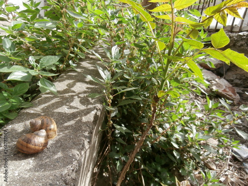 Snail shell on grey stone. Outdoor green leafage