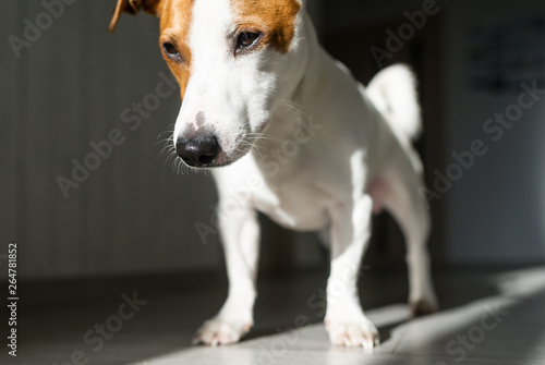 Dog is standing on the sunny floor at home © Irina84