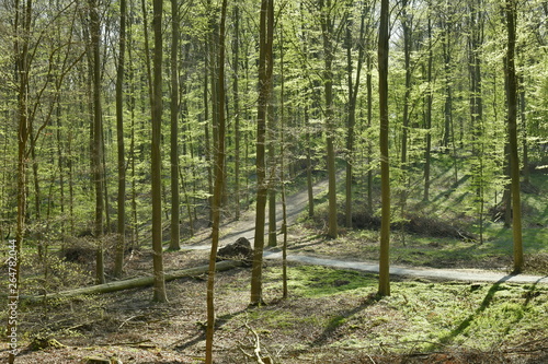 Chemin près d'un arbre déraciné dans l'une des vallée de la forêt de hêtres au Hallerbos près de Halles