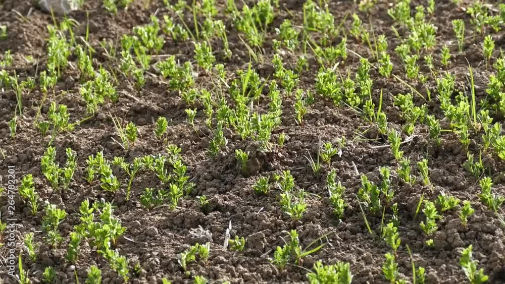 lentil plantation, lentil plant which started to develop in spring, green lentil field in continental climate, lentil plantation, lentil plant which started to develop in spring, green lentil field in continental climate,