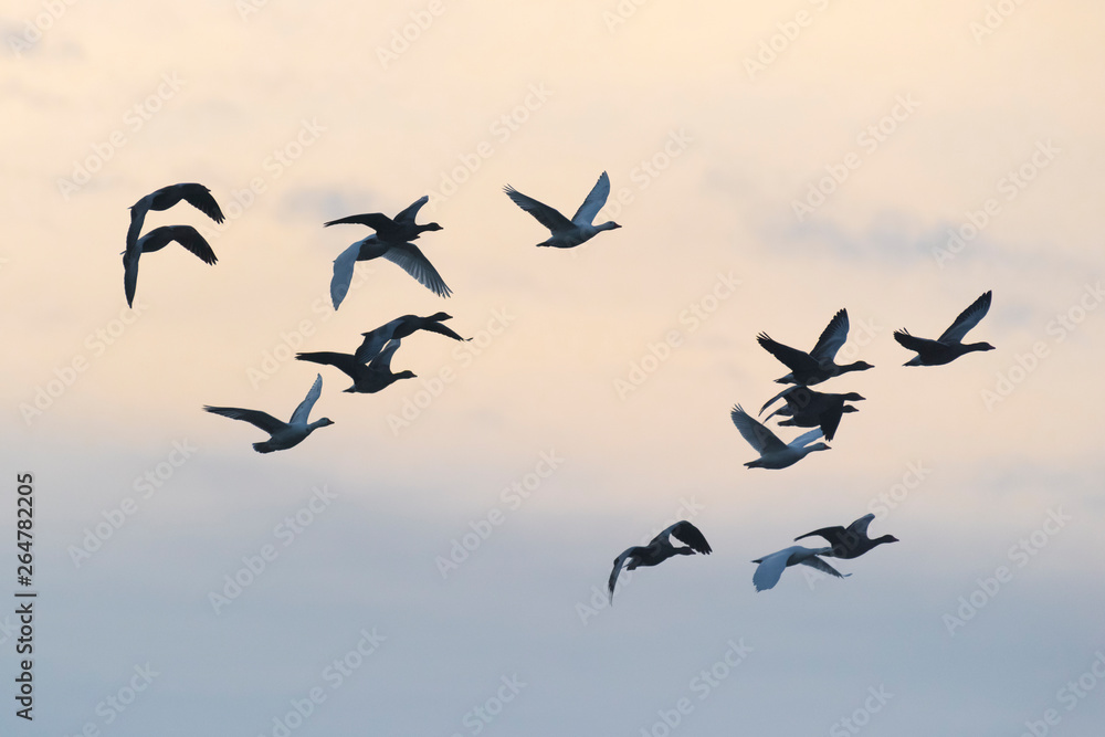 Greylag geese, Anser anser, Germany, Europe Greylag geese, Anser anser, Germany, Europe