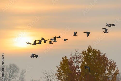 Greylag geese at sunrise, Anser anser, Germany, Europe