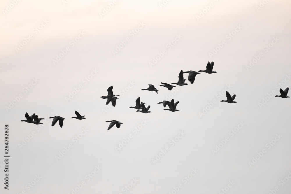 Greylag geese, Germany, Europe