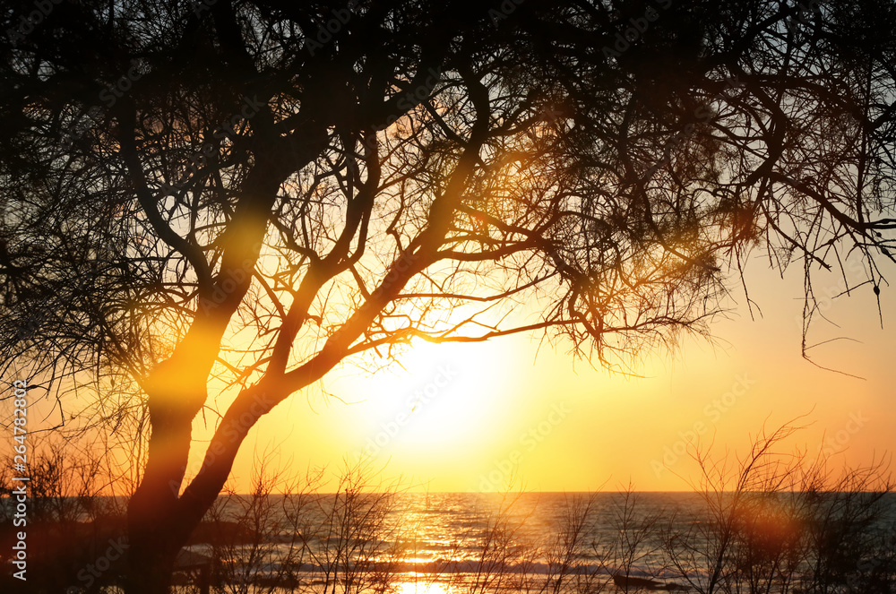 abstract photo of sunset light burst among trees abstract photo of sunset light burst among trees