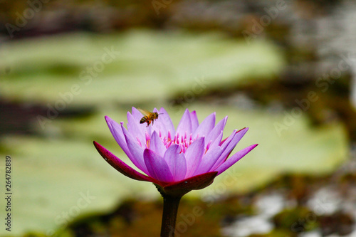 Bee and Victoria amazonica