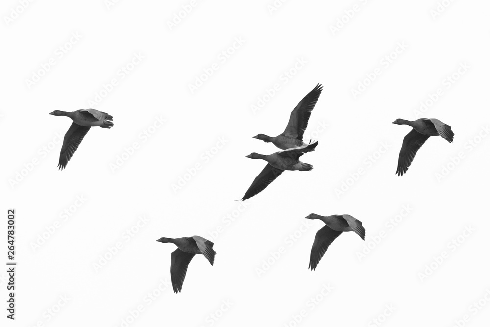 Fototapeta premium Greylag geese, Anser anser, Germany, Europe