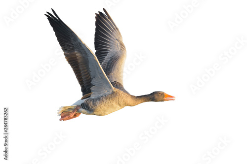 Flying Greylag Goose, Germany, Europe