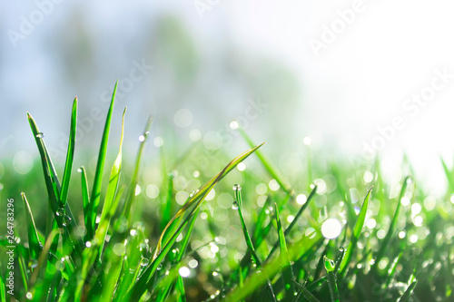 background of dew drops on bright green grass