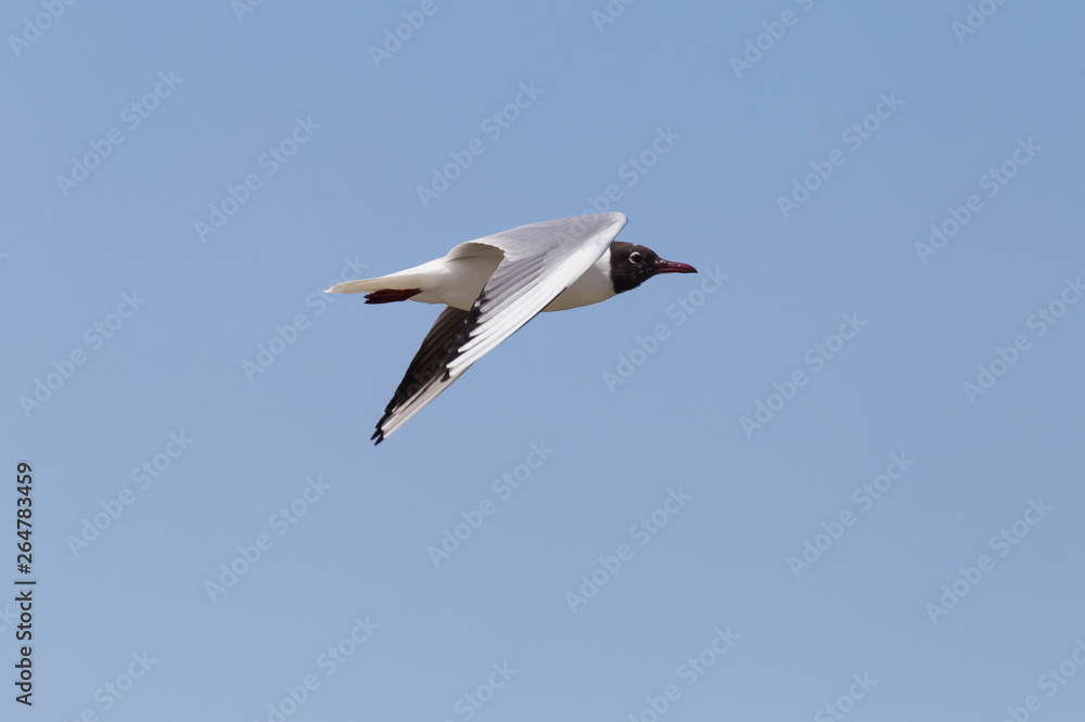 Obraz premium view on black-headed gull flying in a blue sky