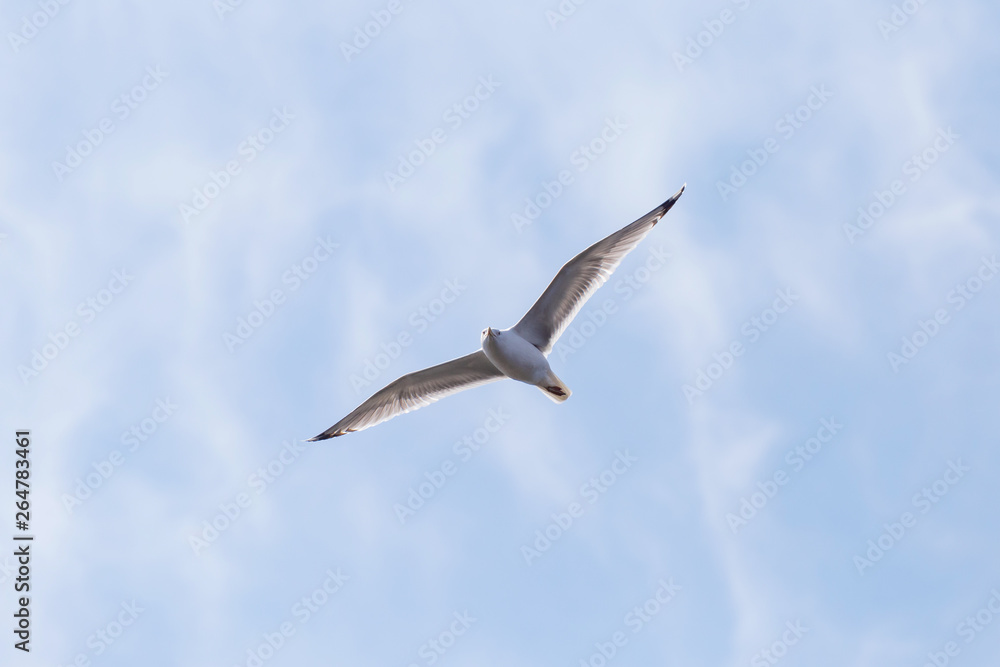 common gull flying in a cloudy sky
