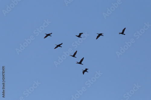 flock of great black cormorants flying in a blue sky