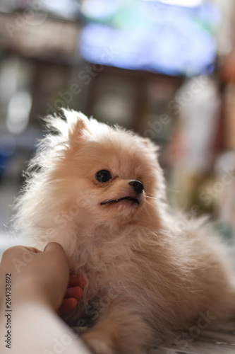 Light brown Pomeranian puppy looking to the right with soft focus background with a human hand