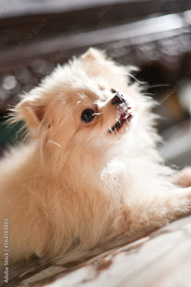 Light brown Pomeranian puppy looking to the right with soft focus background in marble floor room Light brown Pomeranian puppy looking to the right with soft focus background in marble floor room