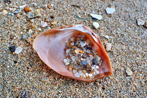 shell on the beach