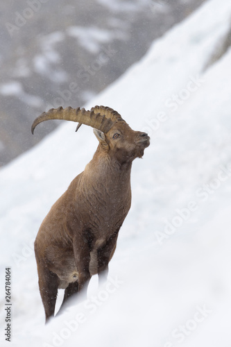 Alpine Ibex, Capra ibex, Male, Gran Paradiso National Park, Alps, Italy, Europe © Ana Gram