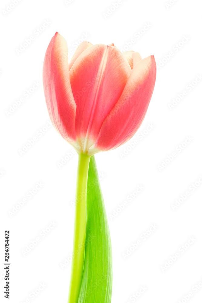 Tulip with leaf on white background Tulip with leaf on white background