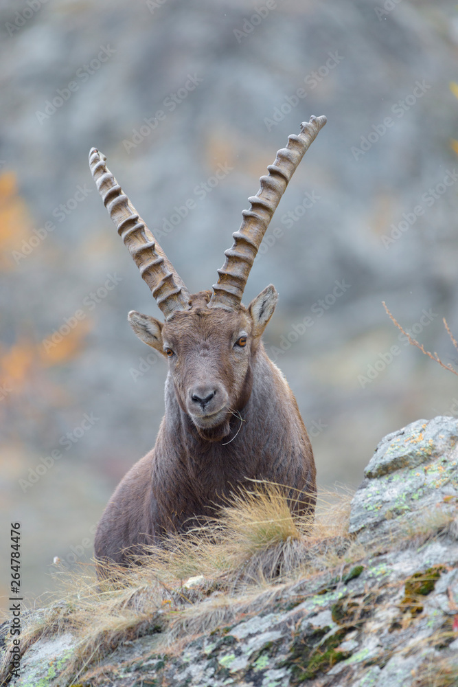 Steinbock