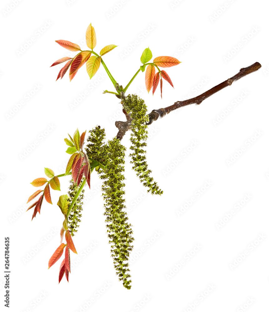 Obraz premium Twig of walnut with male flower. Spring twig with walnut leaves on white background.