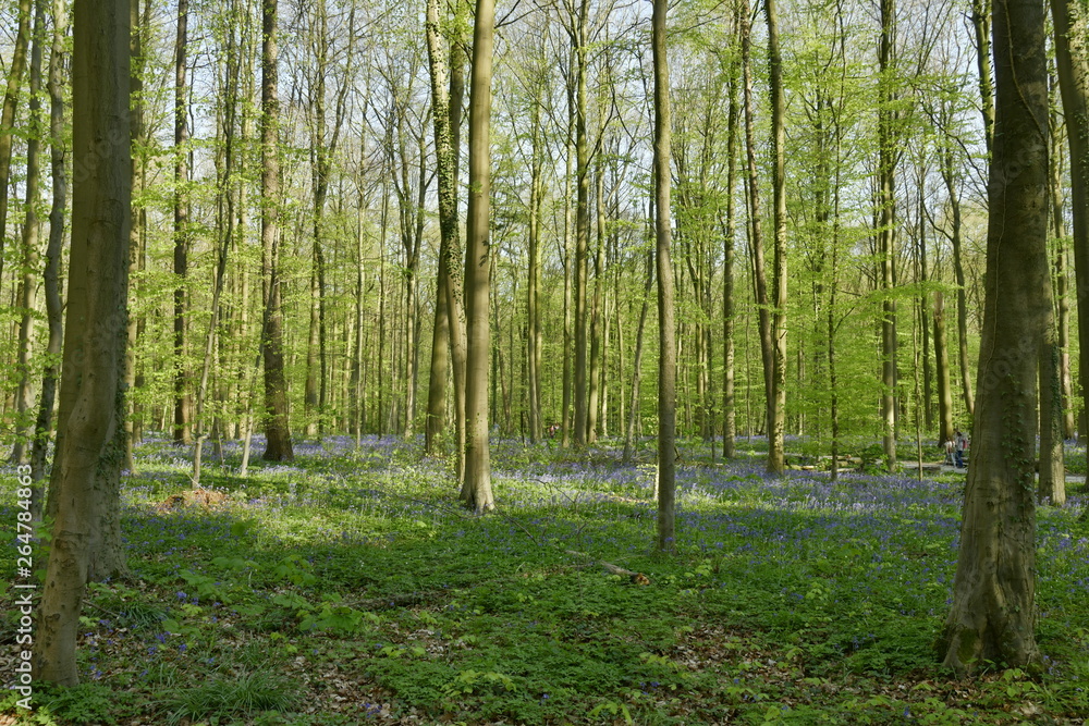 Contraste de couleurs mauves et vertes de la végétation et surtout par des milliers de jacinthes sauvages qui tapisse le sol entre les hêtres de la forêt du Hallerbos près de Halles Contraste de couleurs mauves et vertes de la végétation et surtout par des milliers de jacinthes sauvages qui tapisse le sol entre les hêtres de la forêt du Hallerbos près de Halles